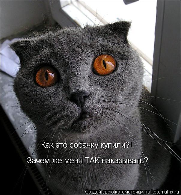 Котоматрица: Как это собачку купили?! Зачем же меня ТАК наказывать?