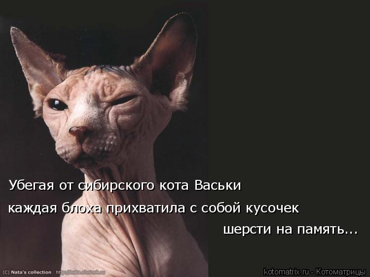 Убегая от сибирского кота Васьки каждая блоха прихватила с собой кусочек шерсти на память...... Котоматрица: Убегая от сибирского кота Васьки каждая блоха прихватила с собой кусочек шерсти на память...