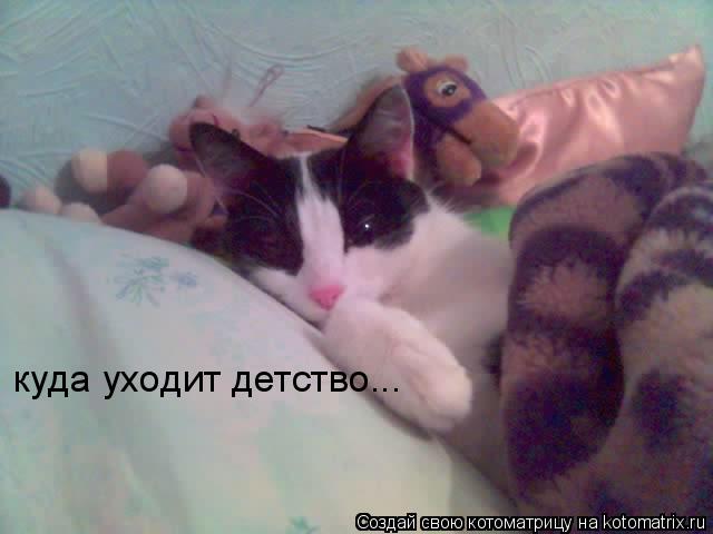 Котоматрица: куда уходит детство...