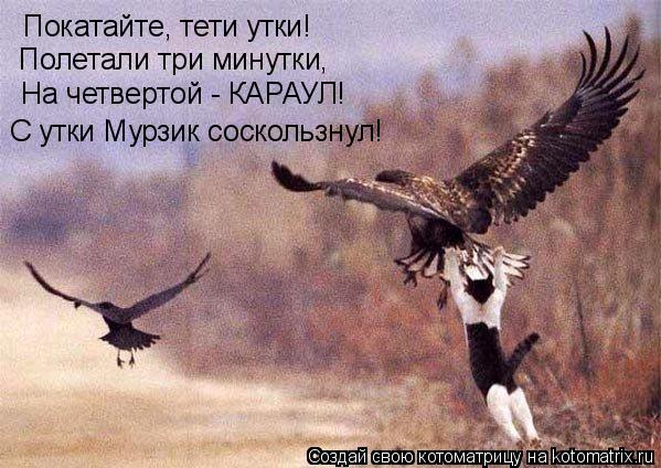 Котоматрица: Покатайте, тети утки! Полетали три минутки, На четвертой - КАРАУЛ! С утки Мурзик соскользнул!