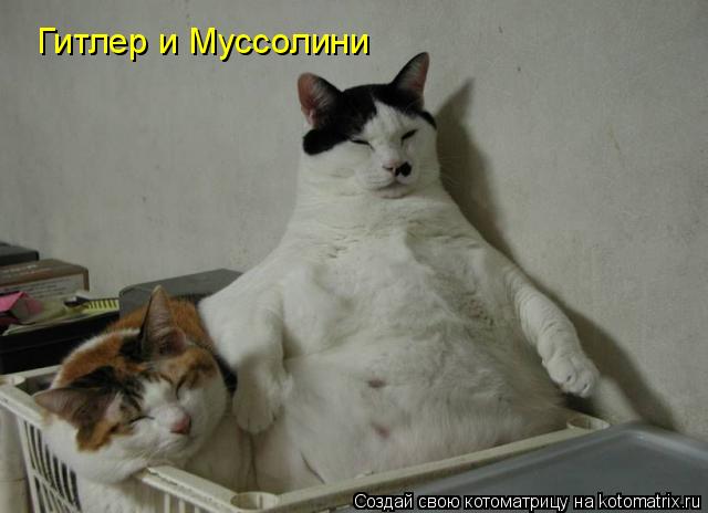 Котоматрица: Гитлер и Муссолини