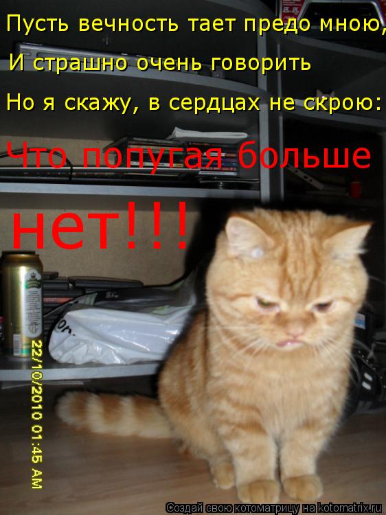 Котоматрица: Пусть вечность тает предо мною, И страшно очень говорить Но я скажу, в сердцах не скрою: Что попугая больше нет!!!