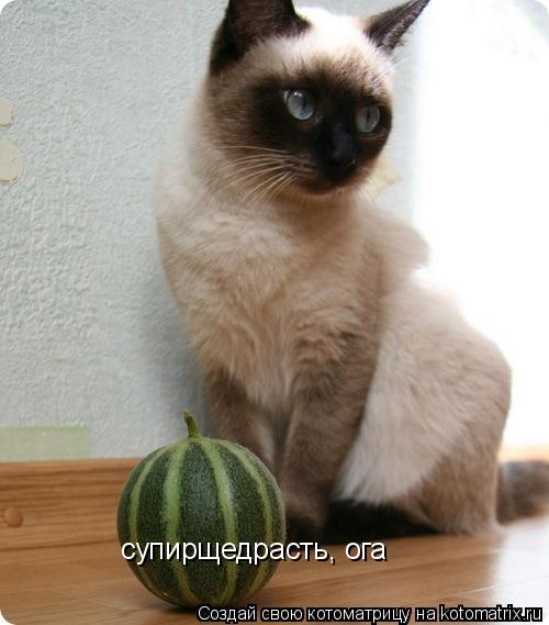 Котоматрица: супирщедрасть, ога