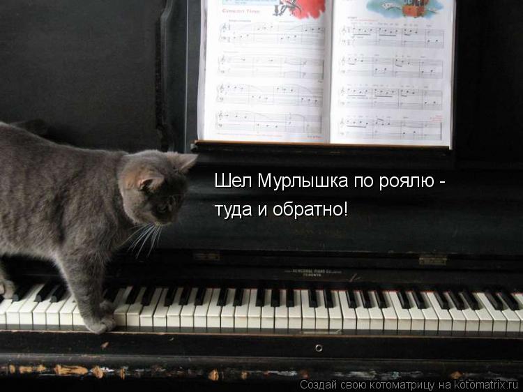 Котоматрица: Шел Мурлышка по роялю - туда и обратно!