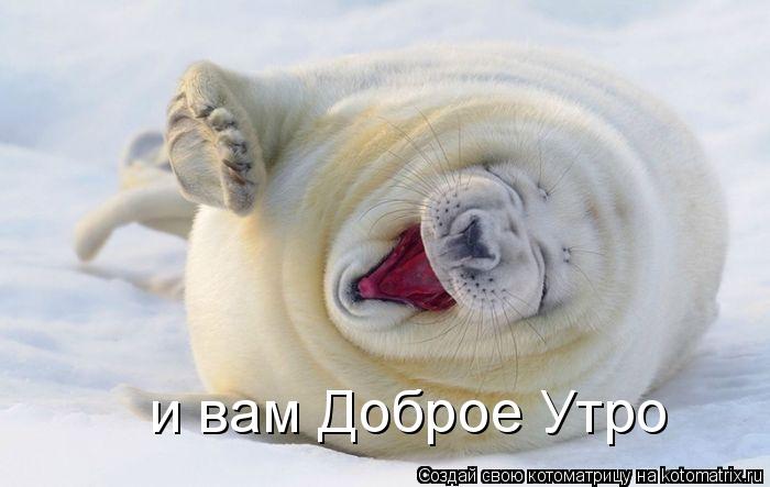 и вам Доброе Утро... Котоматрица: и вам Доброе Утро