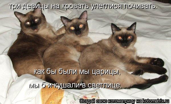 Котоматрица: три девицы на кровать улеглися почивать. как бы были мы царицы, мы б и кушали в светлице.