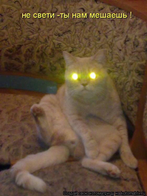 Котоматрица: не свети -ты нам мешаешь !