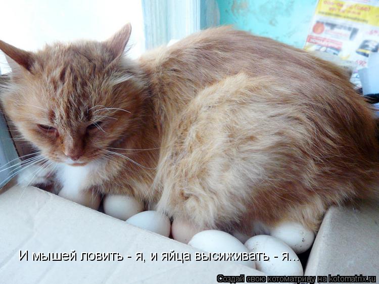 Котоматрица: И мышей ловить - я, и яйца высиживать - я...