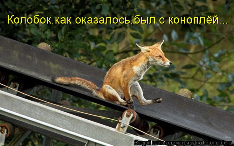 Котоматрица: Колобок,как оказалось,был с коноплёй...
