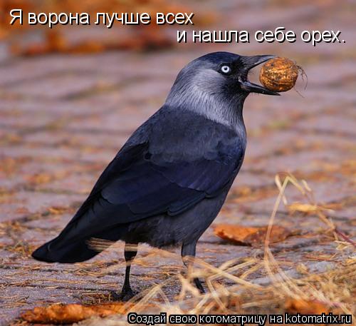 Котоматрица: Я ворона лучше всех и нашла себе орех.