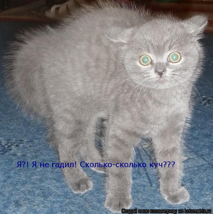 Котоматрица: Я?! Я не гадил! Сколько-сколько куч???