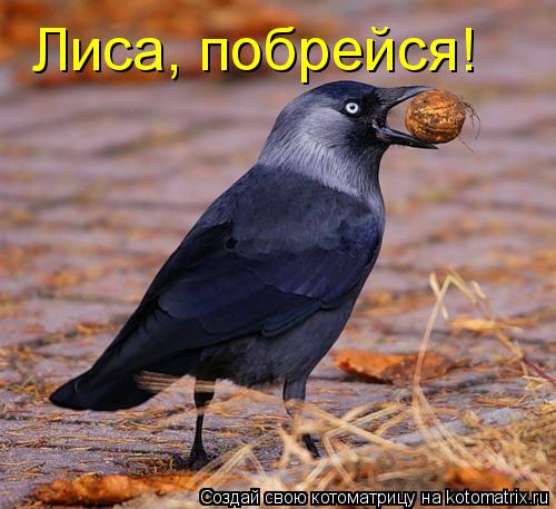 Котоматрица: Лиса, побрейся!