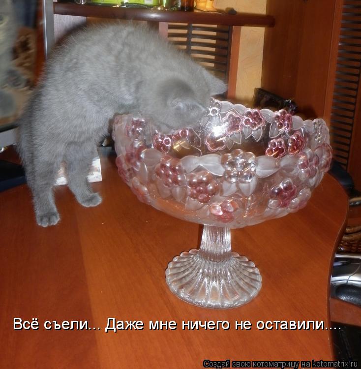 Котоматрица: Всё съели... Даже мне ничего не оставили....