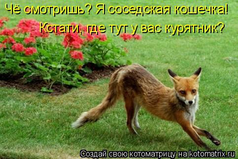 Котоматрица: Чё смотришь? Я соседская кошечка! Кстати, где тут у вас курятник?