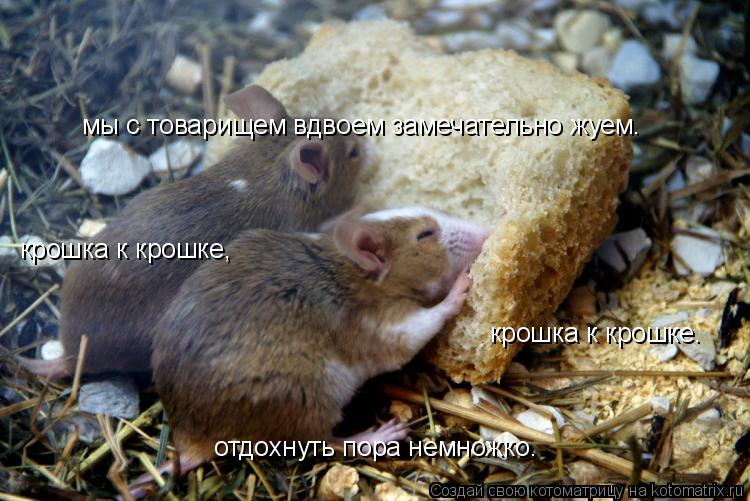 Котоматрица: мы с товарищем вдвоем замечательно жуем. крошка к крошке, крошка к крошке. отдохнуть пора немножко.