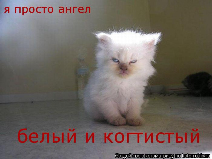 Котоматрица: я просто ангел белый и когтистый