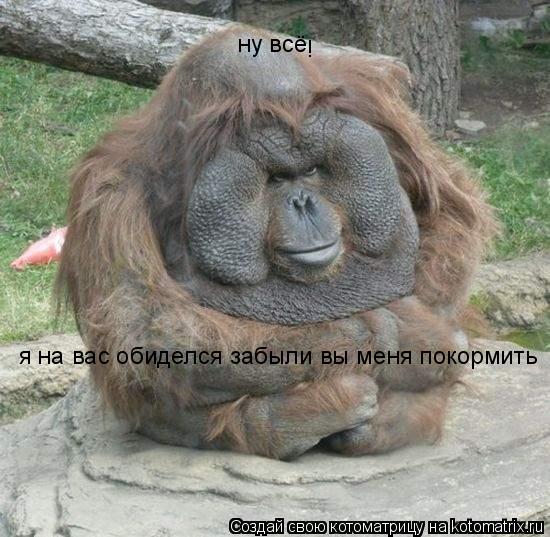 Котоматрица: я на вас обиделся забыли вы меня покормить ну всё !