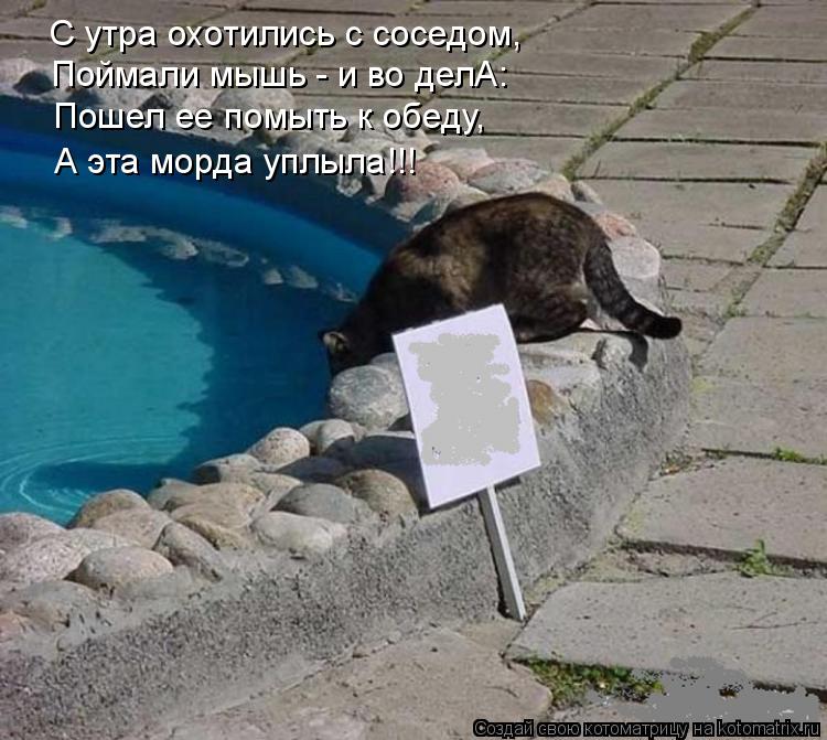 С утра охотились с соседом, Поймали мышь - и во делА: Пошел ее помыть к обеду, А эта морда уплыла!!!... Котоматрица: С утра охотились с соседом, Поймали мышь - и во делА: Пошел ее помыть к обеду, А эта морда уплыла!!!
