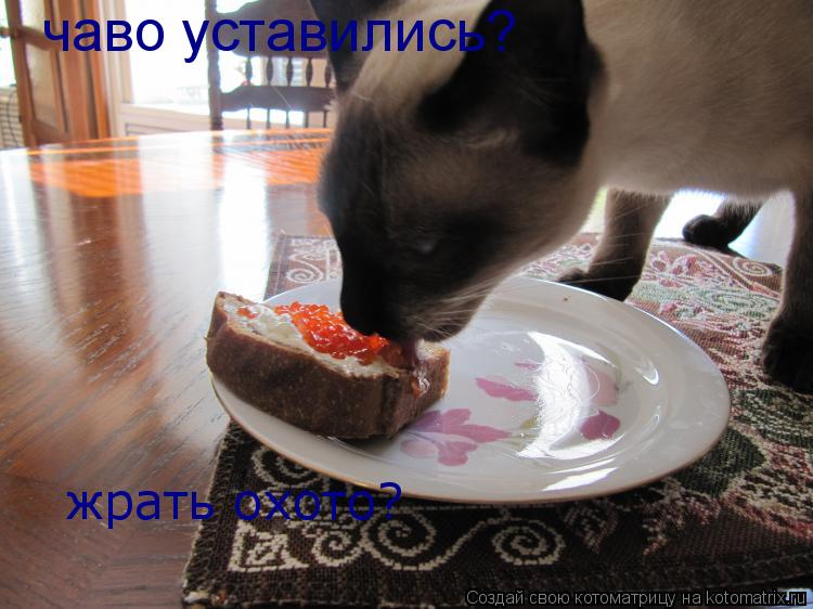Котоматрица: чаво уставились? жрать охото?