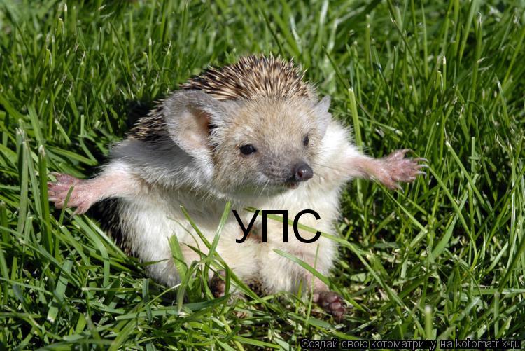 Котоматрица: УПС