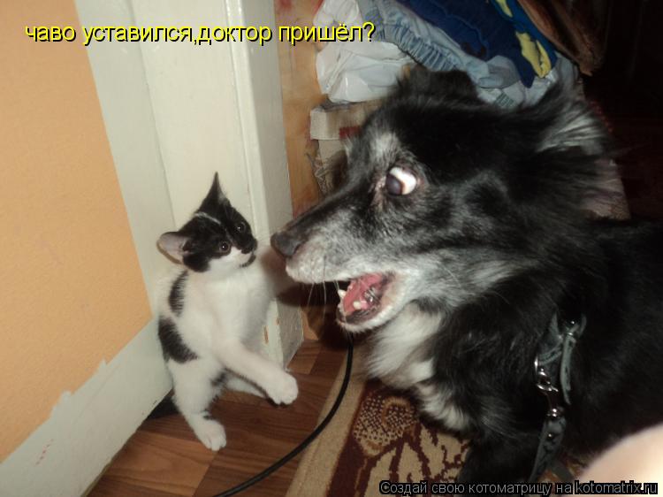 Котоматрица: чаво уставился,доктор пришёл?