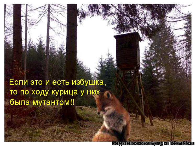 Котоматрица: Если это и есть избушка, то по ходу курица у них была мутантом!!