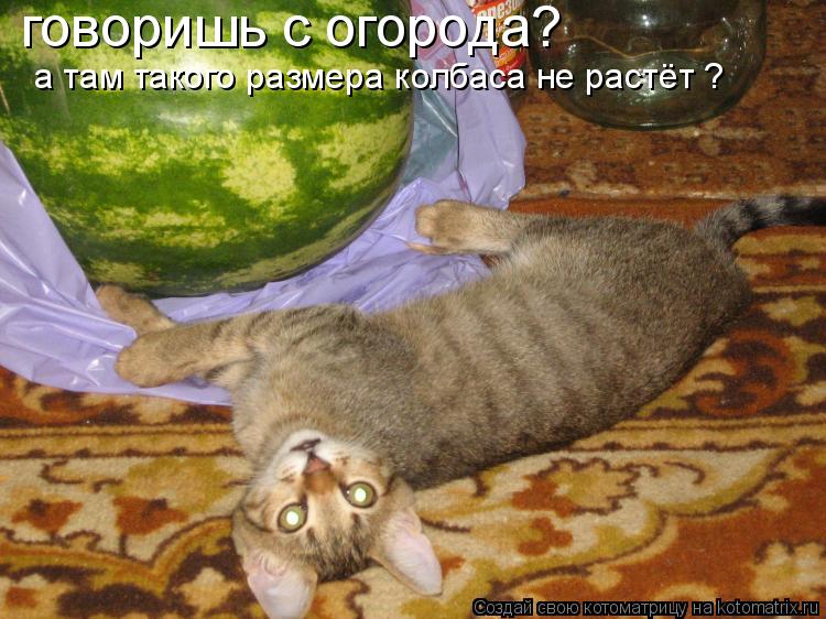 Котоматрица: говоришь с огорода? а там такого размера колбаса не растёт ?