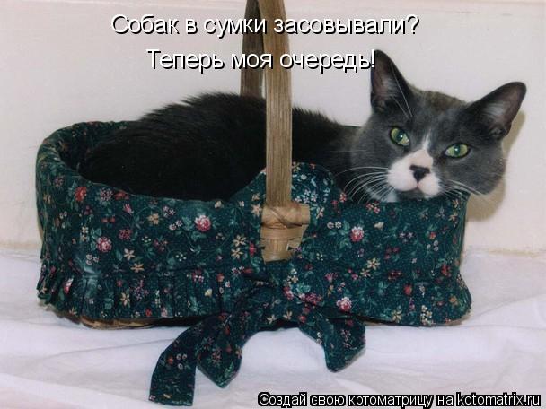 Котоматрица: Собак в сумки засовывали? Теперь моя очередь!
