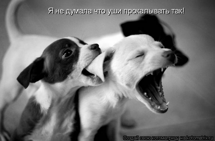 Котоматрица: Я не думала что уши прокалывать так!