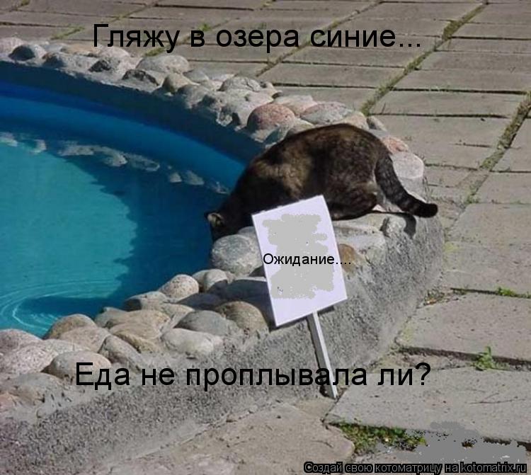 Котоматрица: Гляжу в озера синие... Еда не проплывала ли? Ожидание....