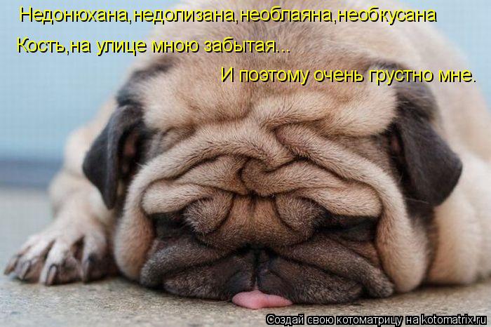 Недонюхана,недолизана,необлаяна,необкусана Кость,на улице мною забытая... И поэтому очень грустно мне... Котоматрица: Недонюхана,недолизана,необлаяна,необкусана Кость,на улице мною забытая... И поэтому очень грустно мне.
