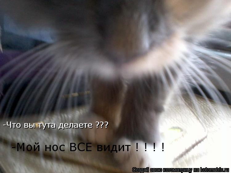 Котоматрица: -Что вы тута делаете ??? -Мой нос ВСЕ видит ! ! ! !