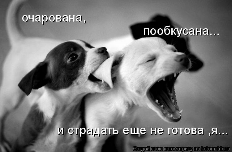 Котоматрица: очарована, пообкусана... и страдать еще не готова ,я...