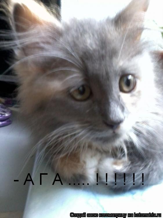 Котоматрица: - А Г А ..... ! ! ! ! ! !