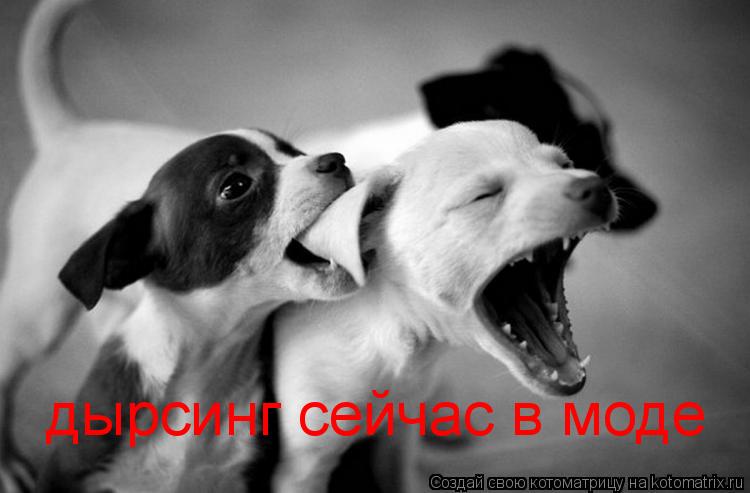 дырсинг сейчас в моде... Котоматрица: дырсинг сейчас в моде