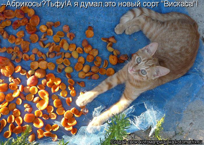 Котоматрица: --Абрикосы?Тьфу!А я думал,это новый сорт "Вискаса"!