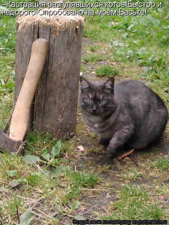 Котоматрица: --Кастрация разгулявшихся котов!Быстро и  недорого!Опробовано на моём Ваське!