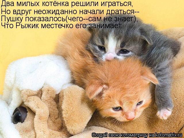 Котоматрица: Два милых котёнка решили играться, Но вдруг неожиданно начали драться-- Пушку показалось(чего--сам не знает), Что Рыжик местечко его занимае