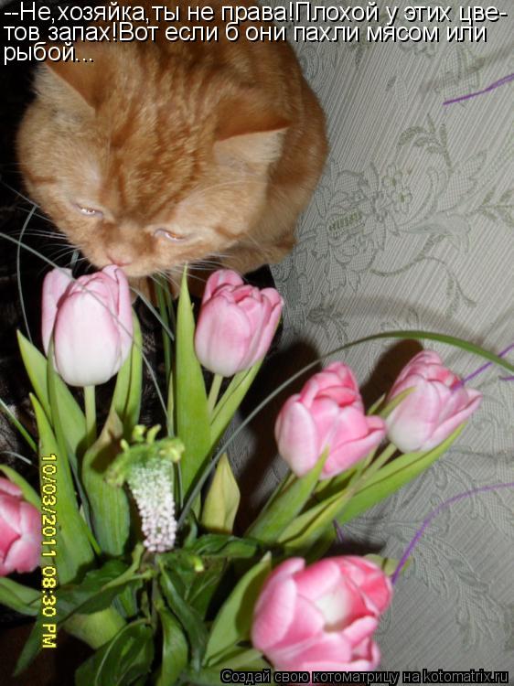 Котоматрица: --Не,хозяйка,ты не права!Плохой у этих цве- тов запах!Вот если б они пахли мясом или рыбой...