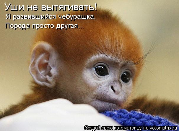 Котоматрица: Уши не вытягивать! Я развившийся чебурашка. Порода просто другая...