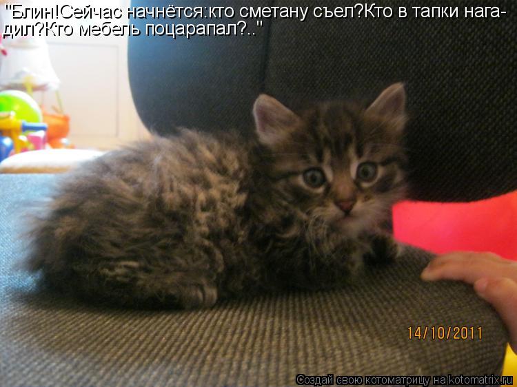 Котоматрица: "Блин!Сейчас начнётся:кто сметану съел?Кто в тапки нага- дил?Кто мебель поцарапал?.."