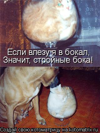 Котоматрица: Если влезу я в бокал, Значит, стройные бока!