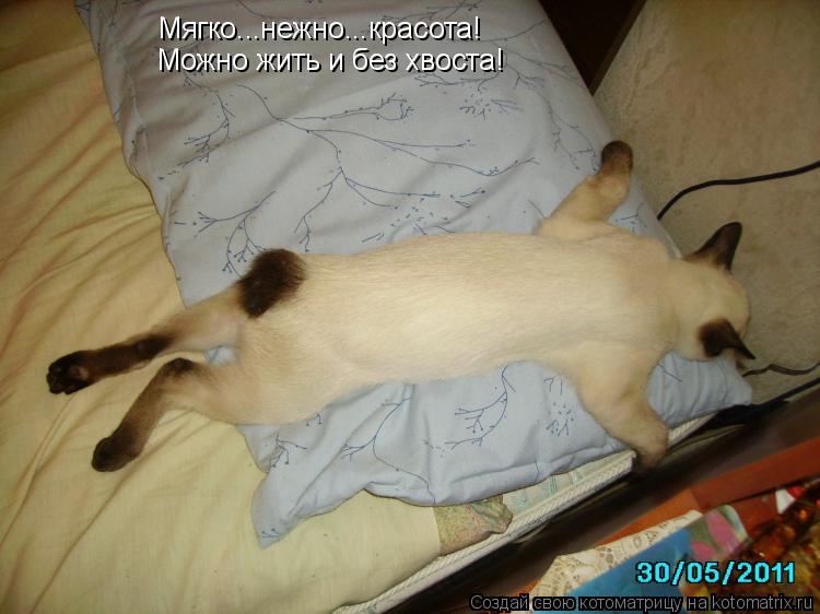 Котоматрица: Мягко...нежно...красота! Можно жить и без хвоста!