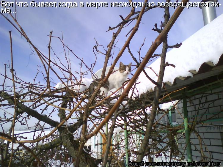 Котоматрица: Вот что бывает,когда в марте неожиданно возвращается зи- ма...