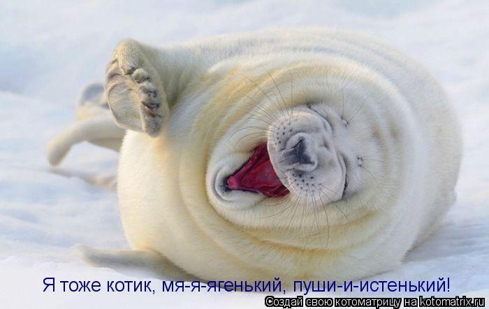 Котоматрица: Я тоже котик, мя-я-ягенький, пуши-и-истенький!