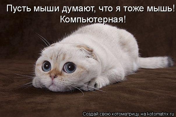 Котоматрица: Пусть мыши думают, что я тоже мышь! Компьютерная!