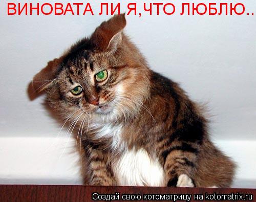 Котоматрица: ВИНОВАТА ЛИ Я,ЧТО ЛЮБЛЮ...