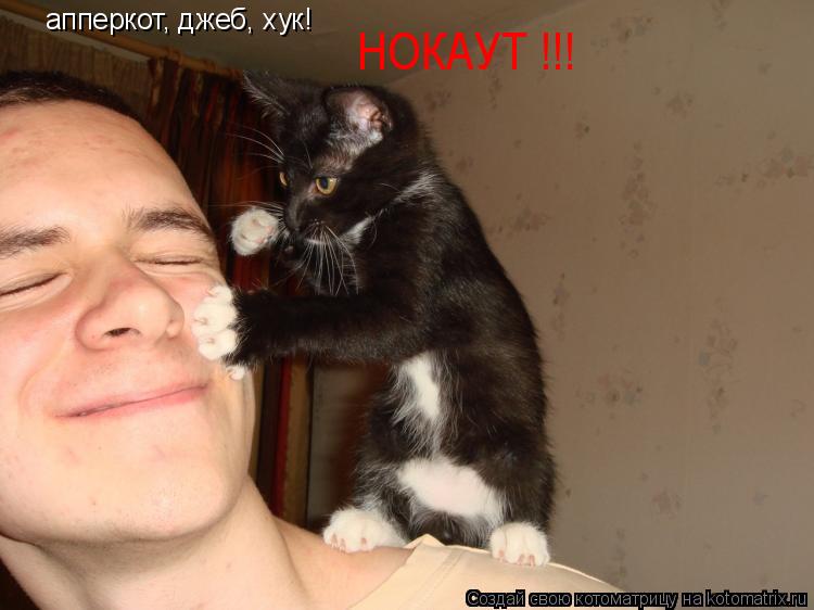 Котоматрица: апперкот, джеб, хук! НОКАУТ !!!