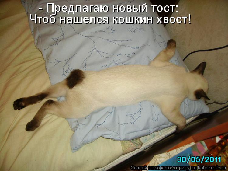 Котоматрица: - Предлагаю новый тост: Чтоб нашелся кошкин хвост!