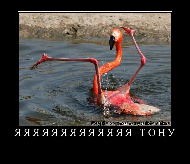 Котоматрица: яяяяяяяяяяяяя тОну 